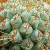 Sulcorebutia _pulchra _HS78a_ 06